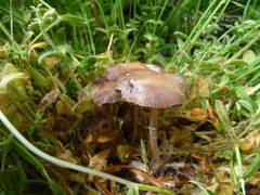 Psilocybe ovoideocystidiata