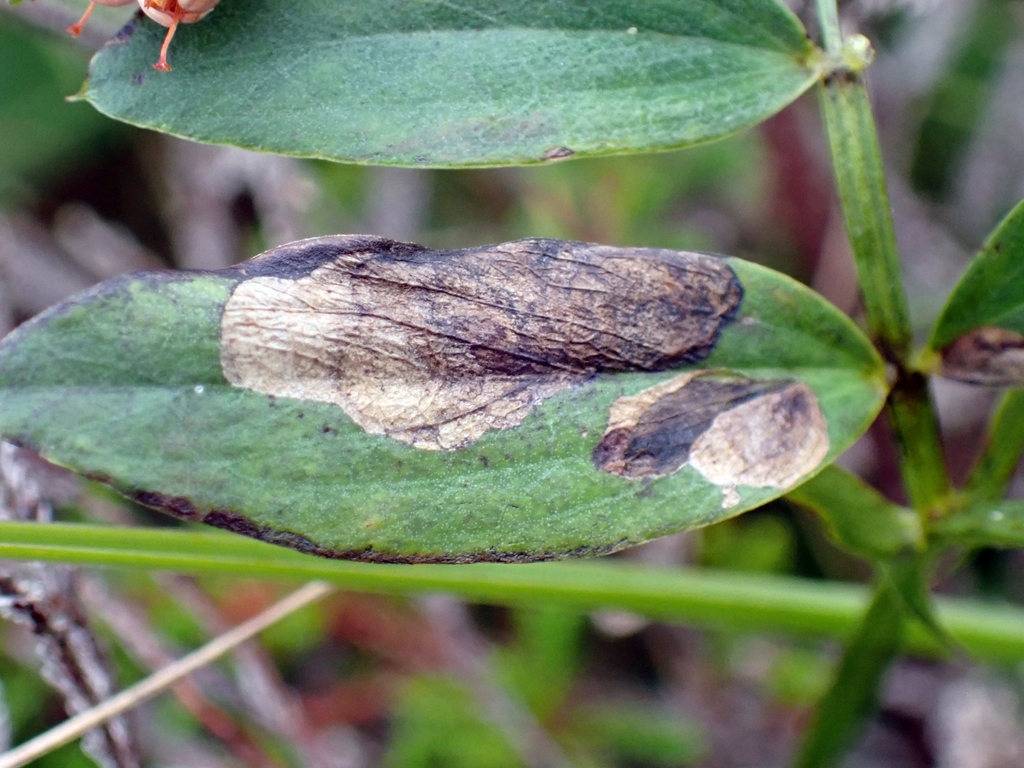 Scarce Bent-wing