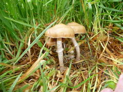 Psilocybe ovoideocystidiata