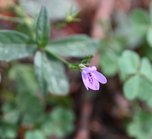 Looseflower Water-willow (Justicia ovata)