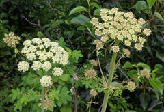 Cnidium cnidiifolium