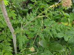 Cnidium cnidiifolium
