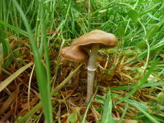 Psilocybe ovoideocystidiata