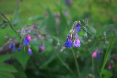 Mertensia paniculata paniculata