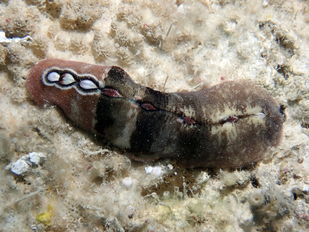 Cryptoplax oculata