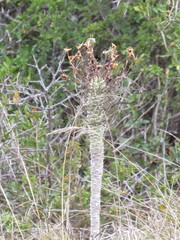 Euphorbia clava
