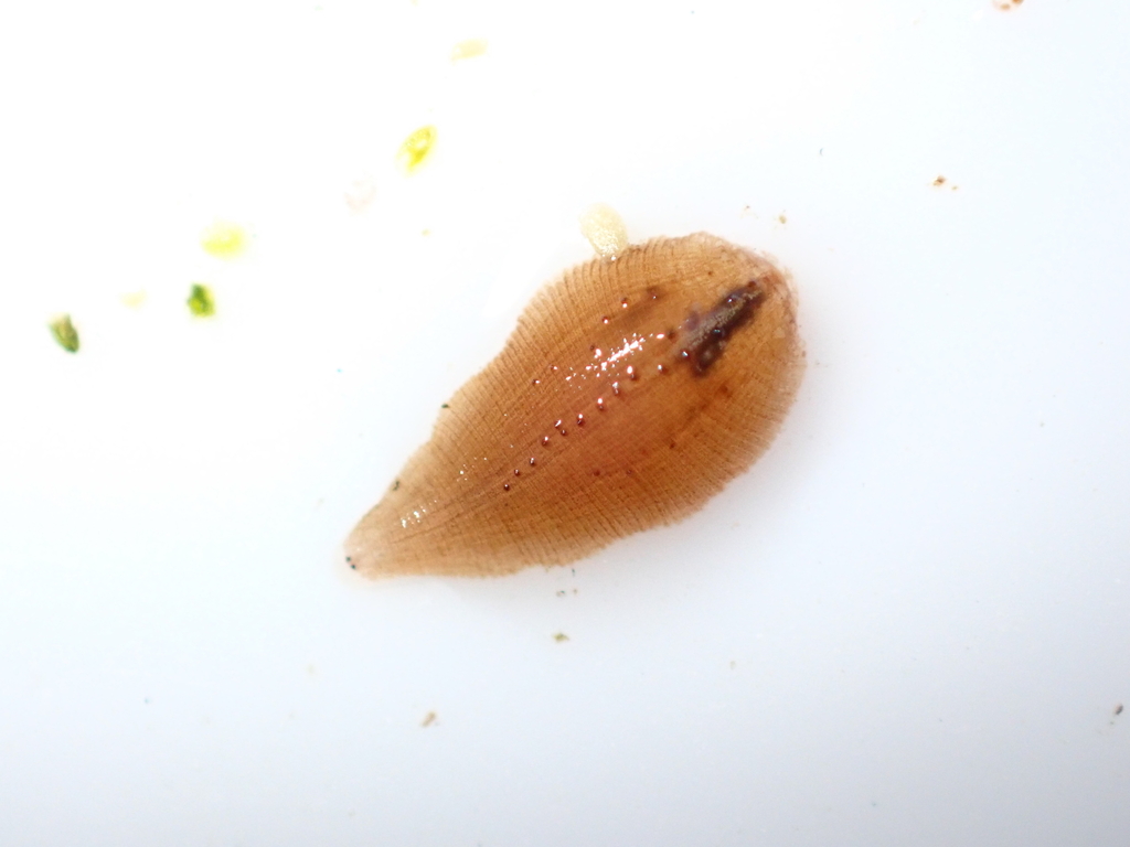 Helobdella papillata