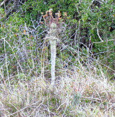 Euphorbia clava