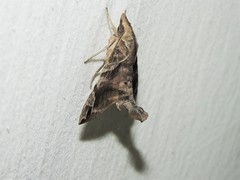 Macroglossum particolor