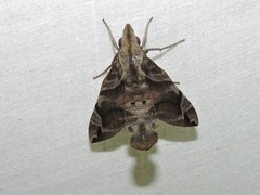 Macroglossum particolor