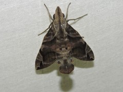 Macroglossum particolor