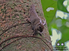 Exilisciurus whiteheadi