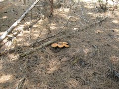 Lactarius deliciosus image