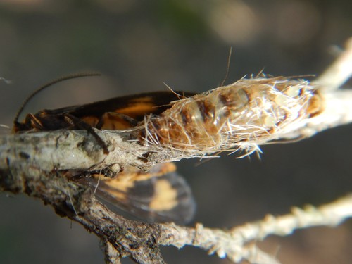 Asura cervicalis
