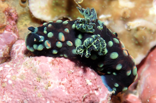 Crested Nembrotha — seen at this dive site