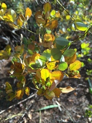 Lespedeza cyrtobotrya