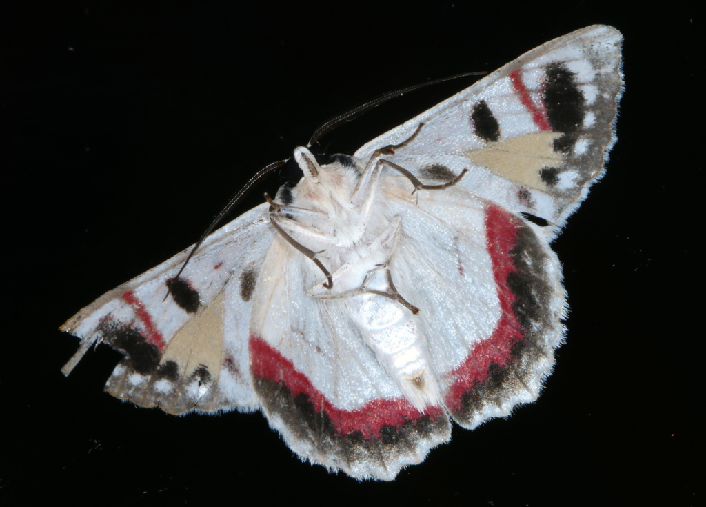 Red-lined Looper