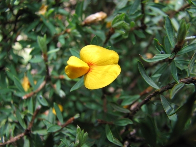 mueller's bush-pea