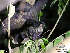 Paradoxurus philippinensis