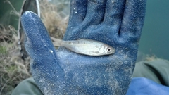 Leuciscus idus