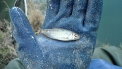 Leuciscus idus