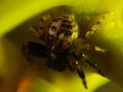 Xysticus bimaculatus