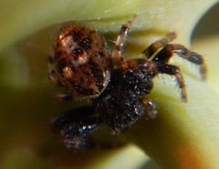 Xysticus bimaculatus