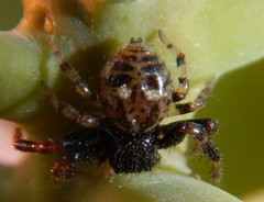 Xysticus bimaculatus