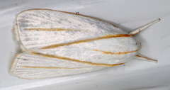 Cryptophasa flavolineata