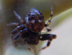 Xysticus bimaculatus