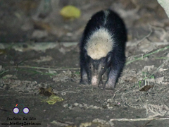 Sunda Stink Badger photo 2