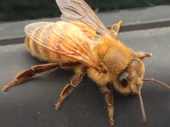 Apis mellifera
