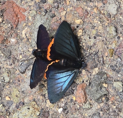 Jonaspyge aesculapus