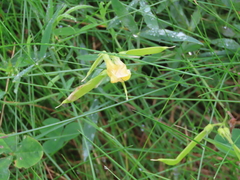 meadow vetchling