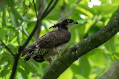 Pernis ptilorhynchus torquatus