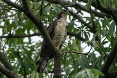 Pernis ptilorhynchus torquatus