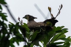 Pernis ptilorhynchus torquatus