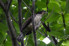Pernis ptilorhynchus torquatus