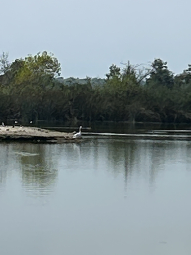 iNaturalist observation photo of American White Pelican