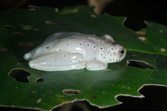 Hyperolius ocellatus