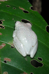 Hyperolius ocellatus