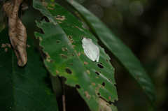 Hyperolius ocellatus