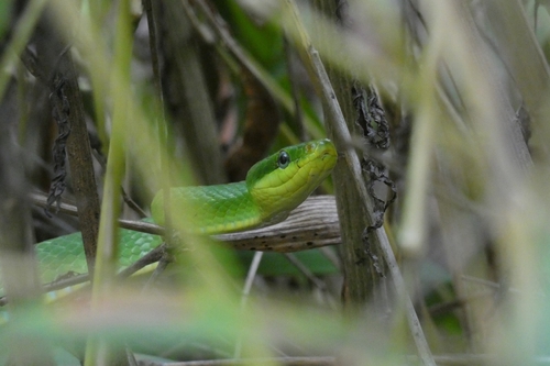 Blue-eyed Bush Rat Snake