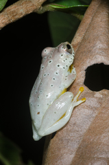 Hyperolius ocellatus
