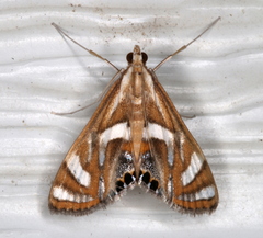 Margarosticha euprepialis