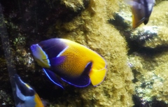 Pomacanthus navarchus