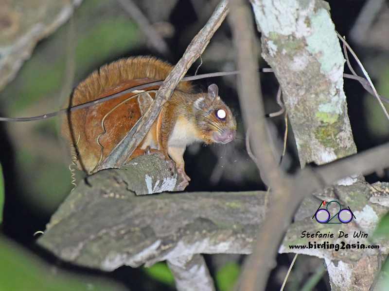 Whiskered Flying Squirrel