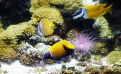 Pomacanthus navarchus