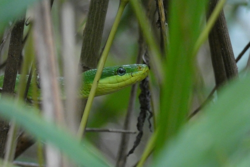 Blue-eyed Bush Rat Snake