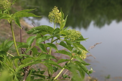 Sambucus kamtschatica